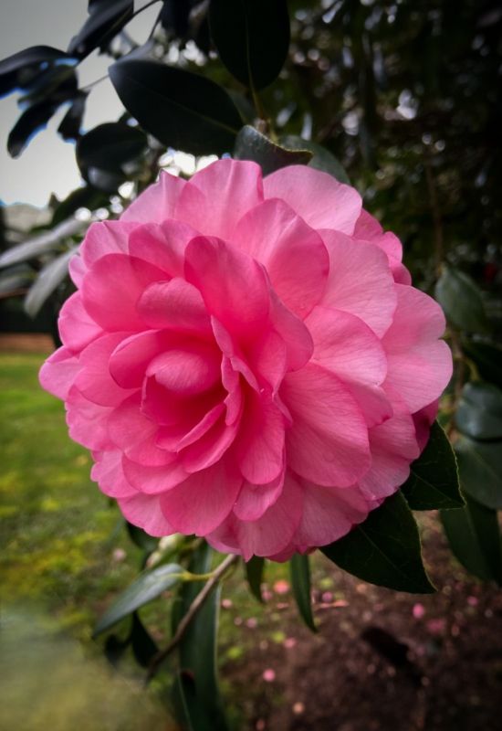 ‘Water Lily’ Camellia (Camellia x williamsii ‘Water Lily’)