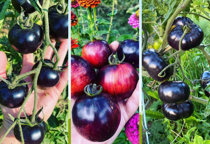 13 Black and Almost-Black Tomato Varieties
