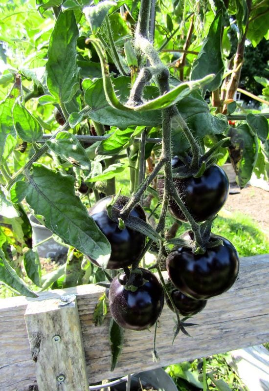 About Black Tomatoes