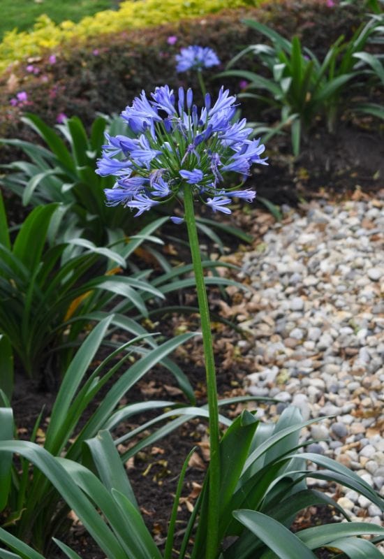 African Lily (Agapanthus spp.)