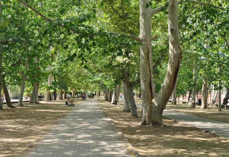 American Sycamore (Platanus occidentalis)