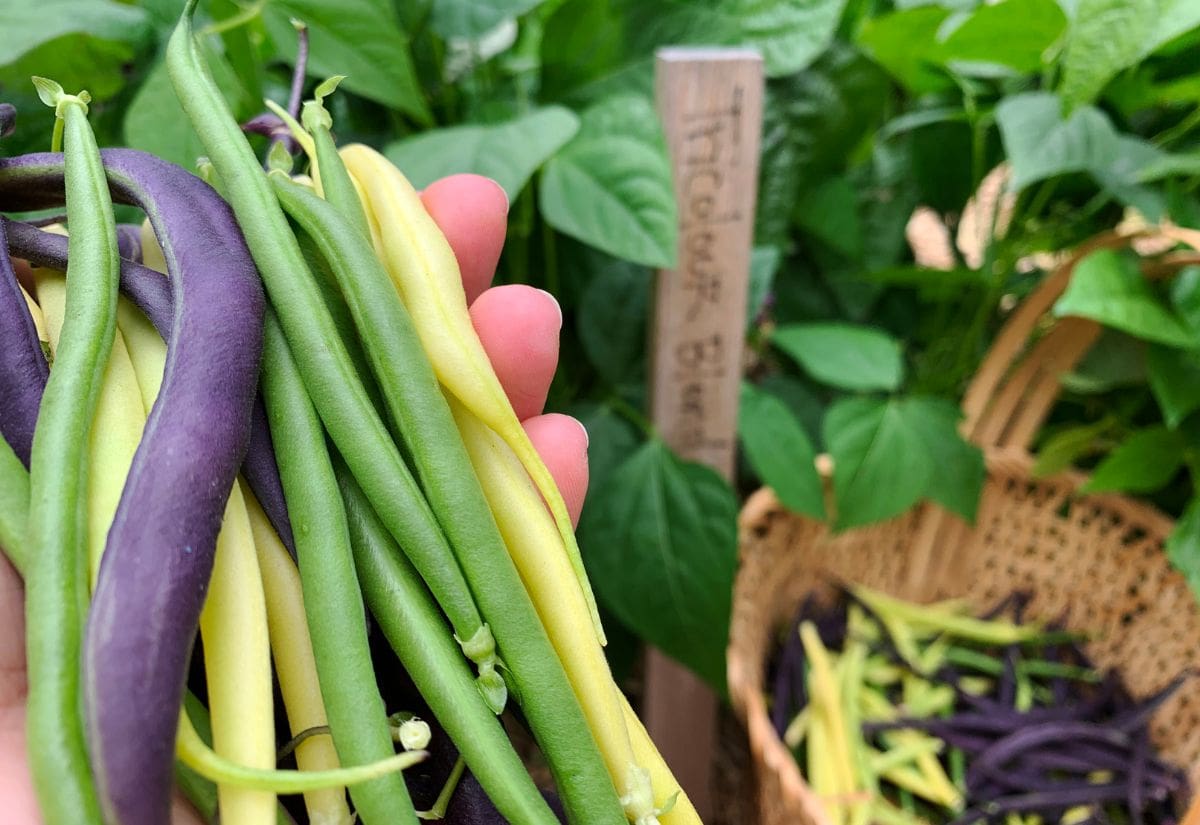 Bush Beans Varieties for the Home and Market Garden