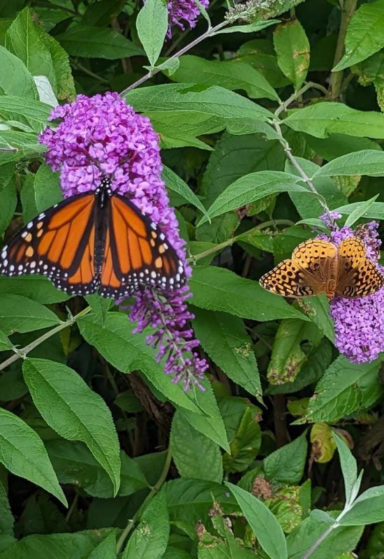 Butterfly Bush (Buddleja spp.)