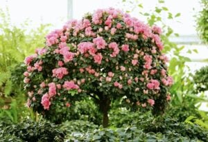 Camellia Varieties