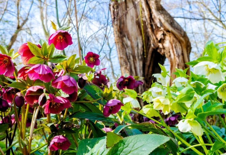 16 Colorful Hellebore Varieties That Turn Winter and Spring Gardens into Artistry