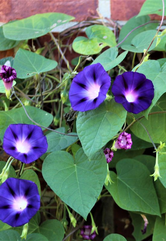9 Heartfelt Weeds with Heart-Shaped Leaves that Beat to Their Own Rhythm 5 Common Morning Glory