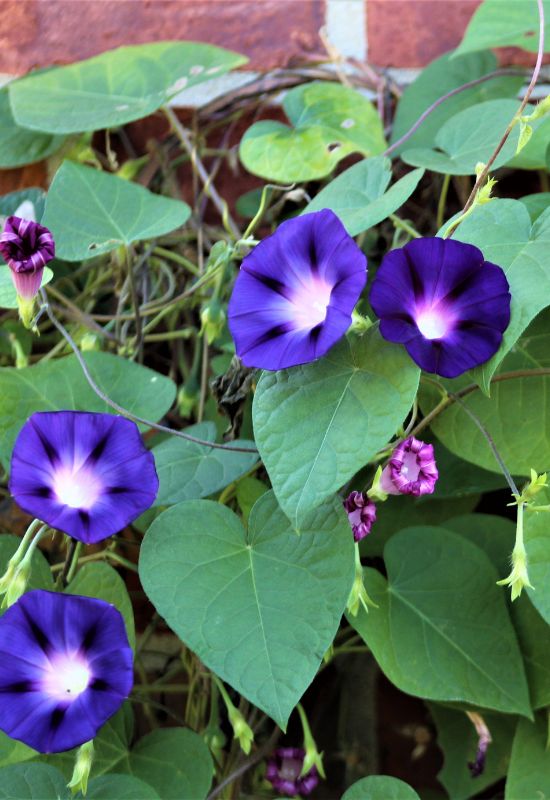 Common Morning Glory