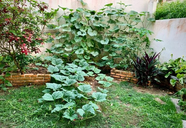 Do Rabbits Eat Pumpkin Plants? Ethical and Effective Ways to Keep Them Away