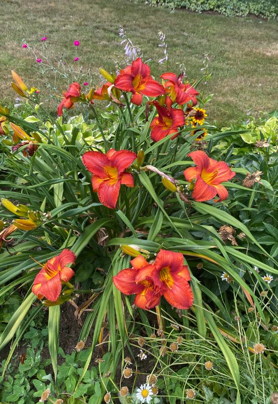 Daylily (Hemerocallis spp.)