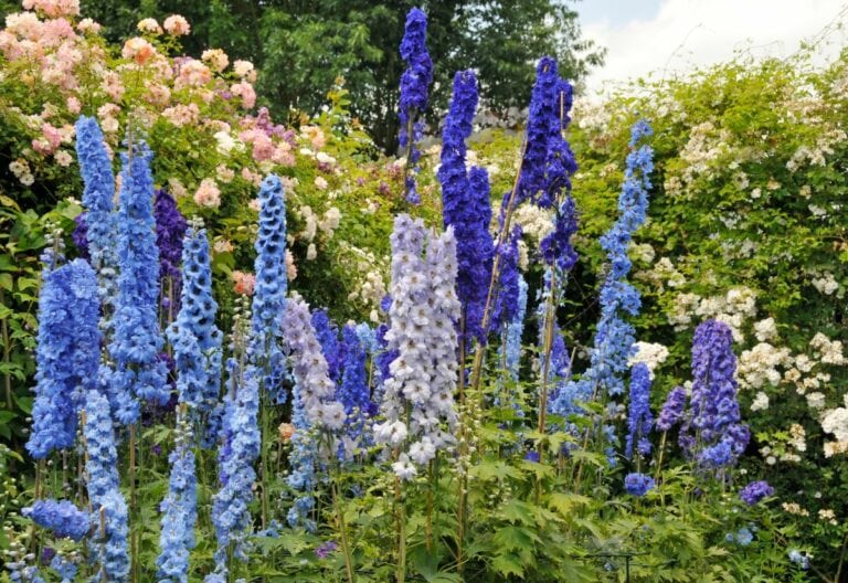 16 Delphinium Varieties for Vertical Elegance and Striking Garden Appeal