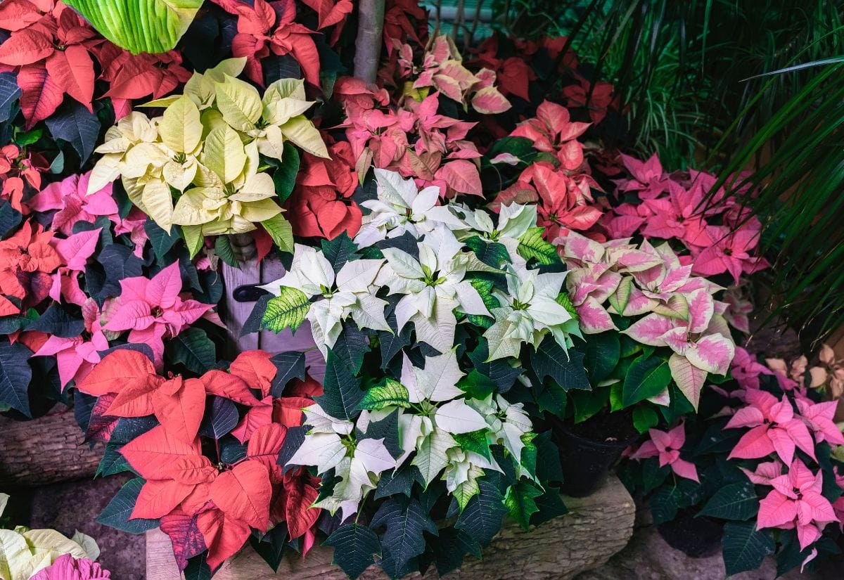 Different Types of Poinsettia Cultivars