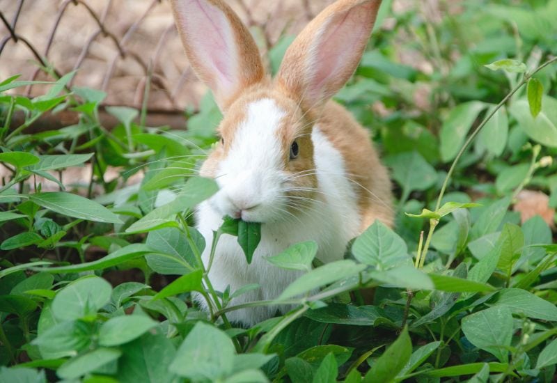 Do Rabbits Eat Pumpkin Plants
