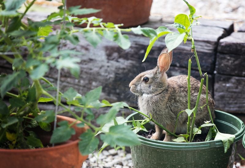 Ethical And Effective Ways To Stop Rabbits From Eating Your Pumpkin Plants (1)