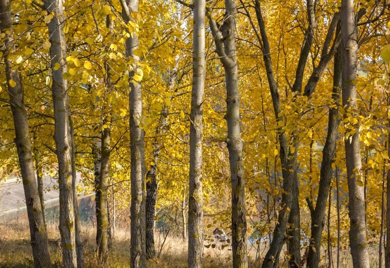 European Aspen (Populus tremula)