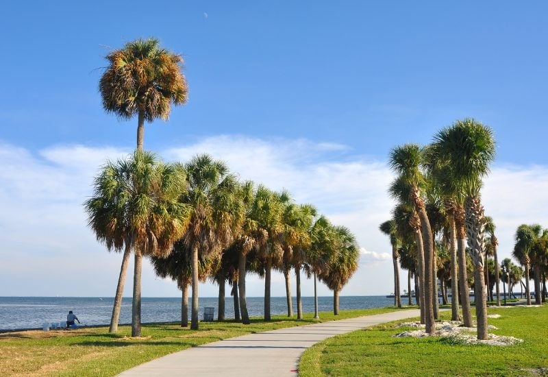 Florida Royal Palm (Roystonea regia)
