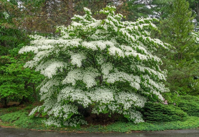 Flowering Dogwood (Cornusflorida)