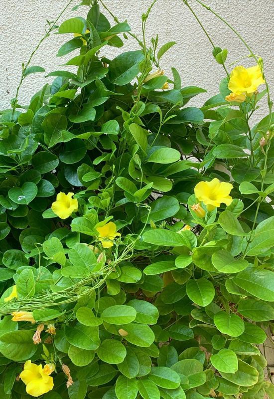 15 Yellow Flowering Vines and Climbers to Add Sunshine to Your Garden