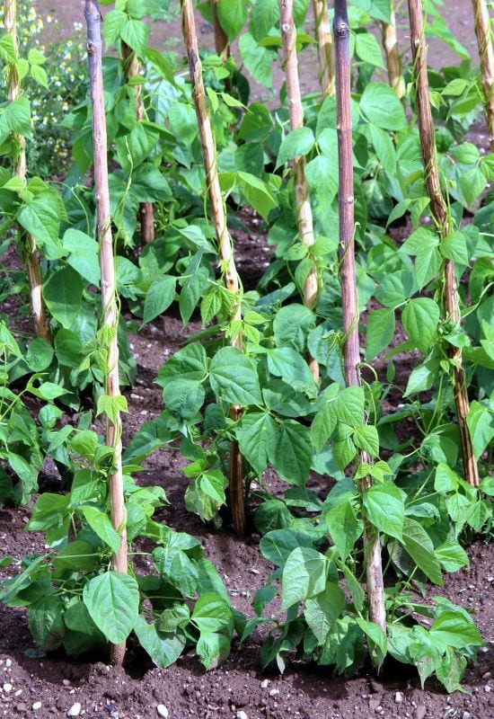 How To Grow Bush Beans