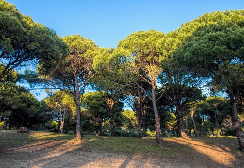 Italian Stone Pine (Pinus pinaea)