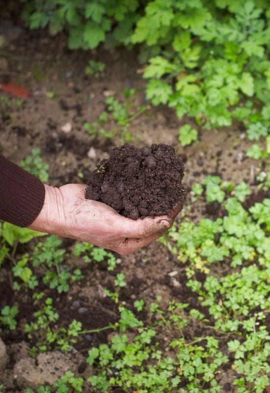 The 11 Best Soil Amendments For Your Vegetable Garden 1