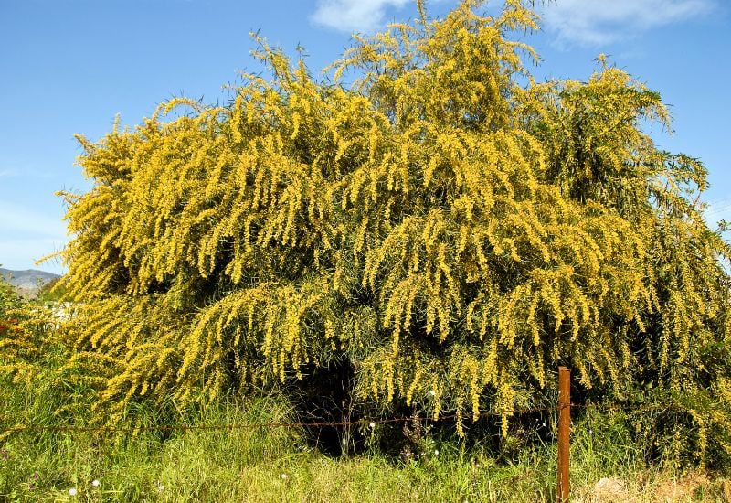 Mimosa (Acacia dealbata)