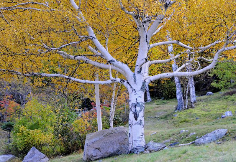 18 Must-Plant Trees to Line Your Driveway for Year-Round Beauty 1