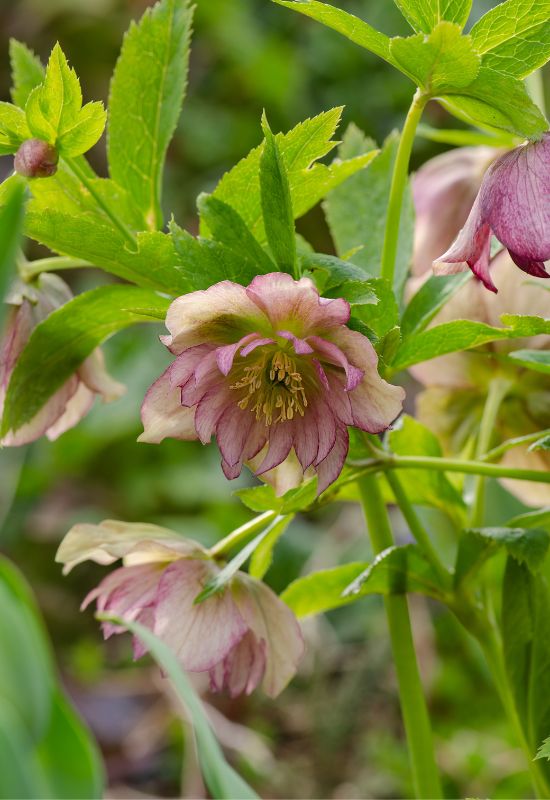 Party Dress Pink hellebore