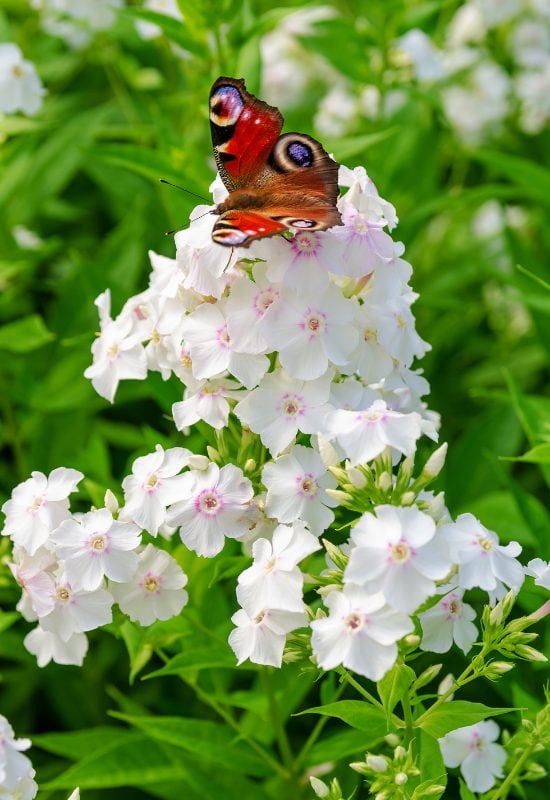 15 Attractive Flowers That Will Lure Butterflies to Your Garden