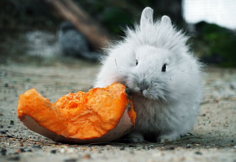 Why Rabbits Eat Pumpkins