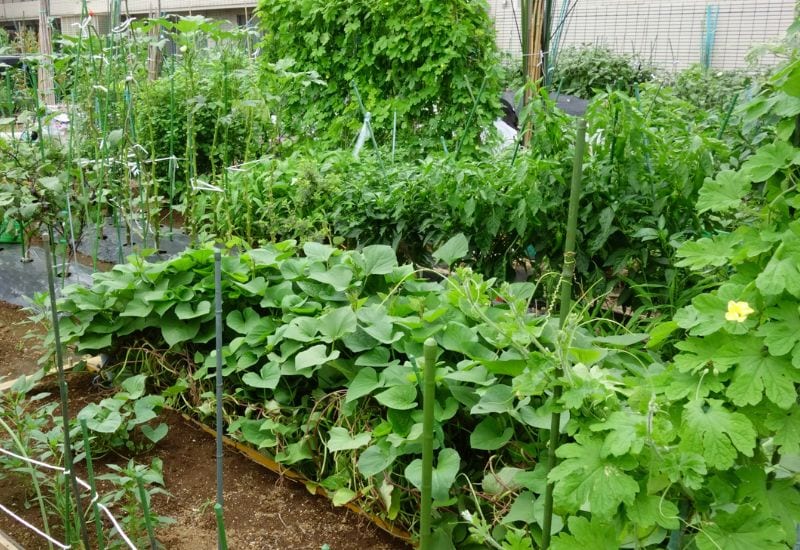 8 Reasons Why Bush Beans Deserve A Spot In Your Garden
