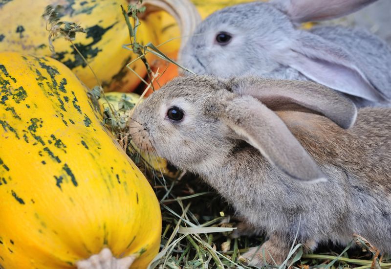 Signs Of Rabbit Damage On Pumpkin Plants