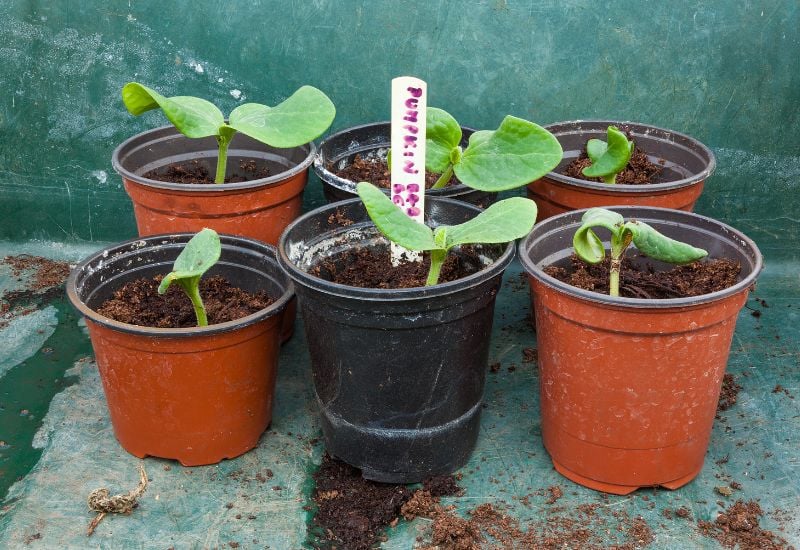 Start Seedlings Indoors