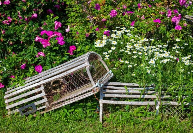 Do Rabbits Eat Pumpkin Plants Ethical And Effective Ways To Keep Them Away do-rabbits-eat-pumpkin-plants-ethical-and-effective-ways-to-keep-them-away