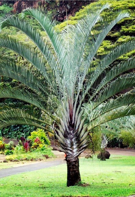 Triangle Palm (Dypsisdecaryi)