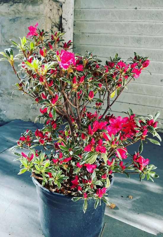 Variegated Azalea (Rhododendron japonica ‘Variegata’)