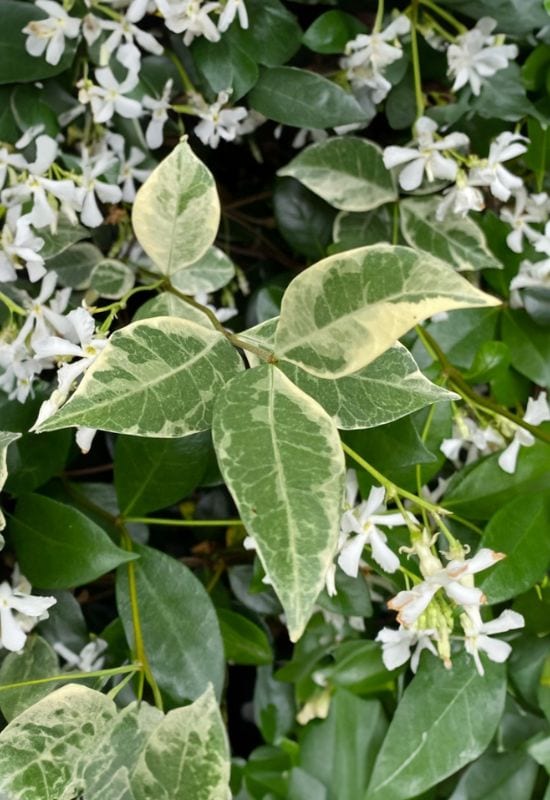Variegated Star Jasmine (Trachelospermum jasminoides ‘Variegatum’)