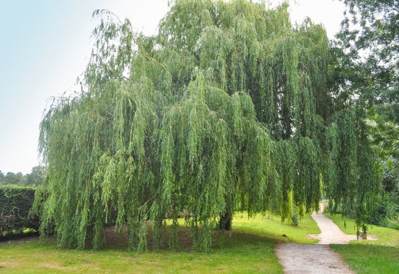 Weeping Willow (Salyxbalylonica)
