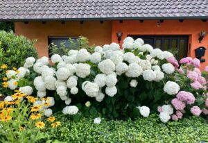 White Blooming Hydrangea Varieties