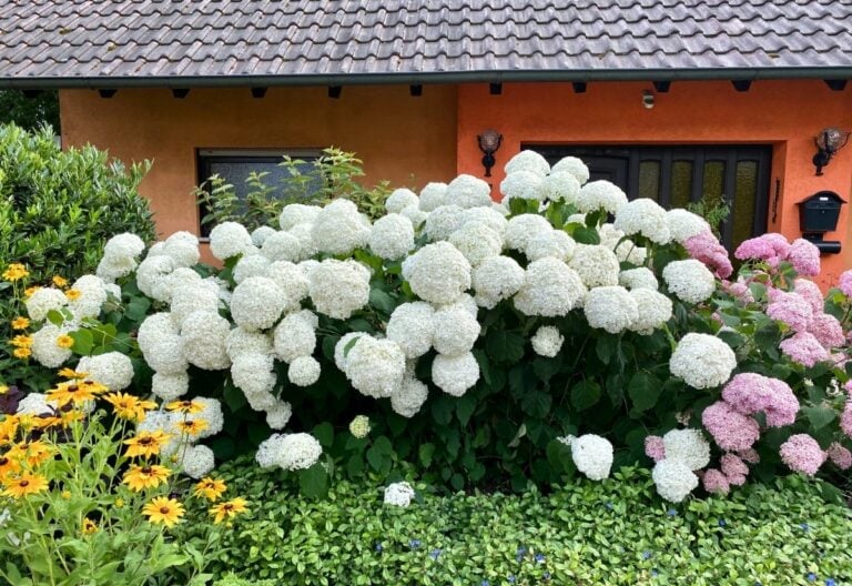 12 White Hydrangea Varieties that Radiate Pure Tranquility In Your Garden