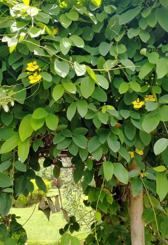 Yellow Butterfly Vine (Mascagniamacrtera)
