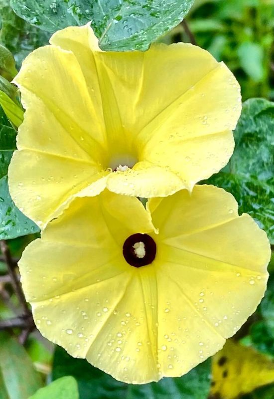 Yellow Fence Morning Glory (Ipomoea ochracea)