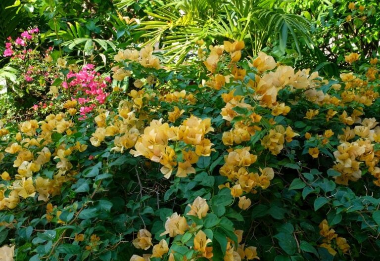 15 Yellow Flowering Vines and Climbers to Add Sunshine to Your Backyard