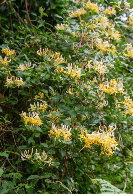 Yellow Honeysuckle (Lonicera flava and Lonicera japonica ‘Halliana’)
