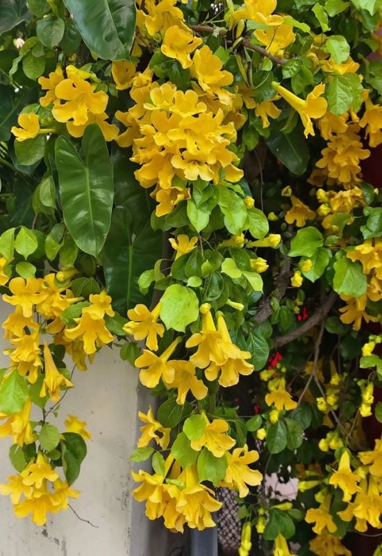 Yellow Trumpet Vine (Campsis radicans f. flava)