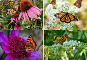 plants and flowers that Attract butterflies