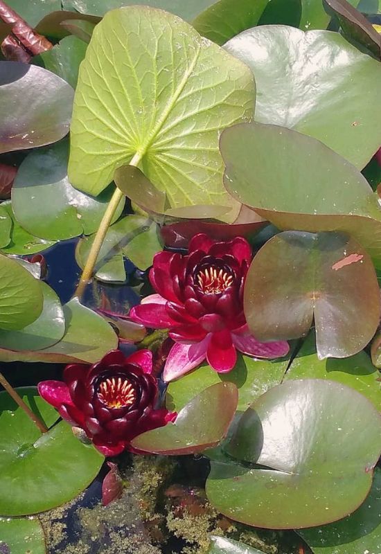 ‘Black Princess’ Hardy Water Lily (Nymphaea ‘Black Princess’)