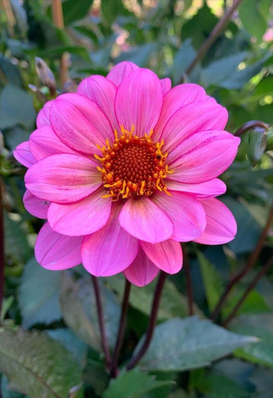 ‘Classic Rosamunde’ Peony Flowered Dahlia (Dahlia ‘Classic Rosamunde’)