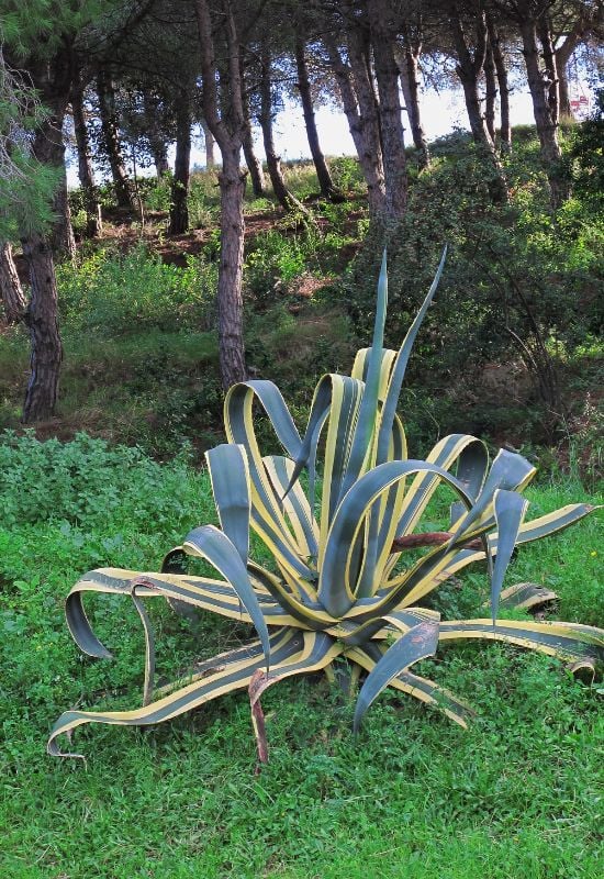 ‘Mediopicta Alba’ Century Plant (Agave americana ‘Mediopicta Alba’)