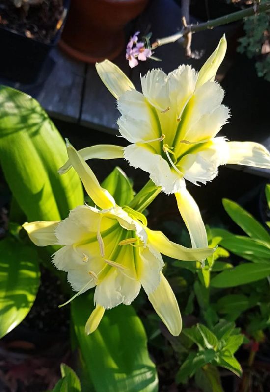 ‘Sulphur Queen’ Peruvian Lily (Hymenocallis ‘Sulphur Queen’)
