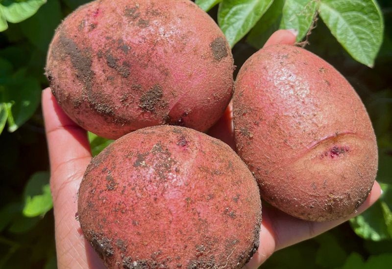 All About Red Potatoes